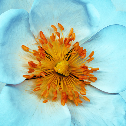 Turquoise   flower   Rose hip   on  white   isolated background with clipping path. Closeup. For design. Nature.