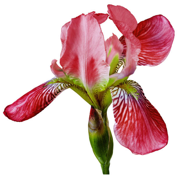 istock Red  iris  flower  on white  isolated background with clipping path. Closeup.  For design. Nature. 1407981076