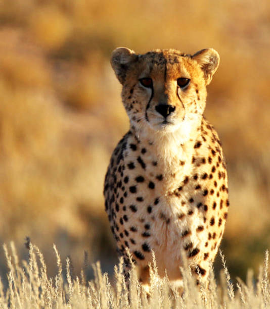 istock Magical Wildlife places in Kalahari 1407981463