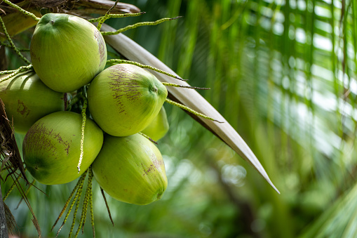 The coconut tree (Cocos nucifera) laden with fruit