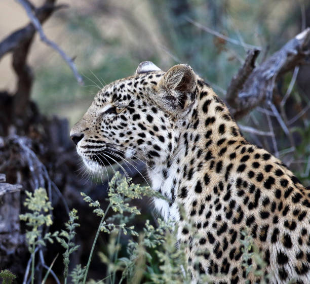 Magical Wildlife places in Kalahari