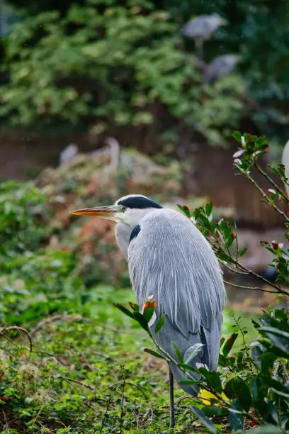 Photo of Grey heron sits on land and rests in the sun. An elegant hunter
