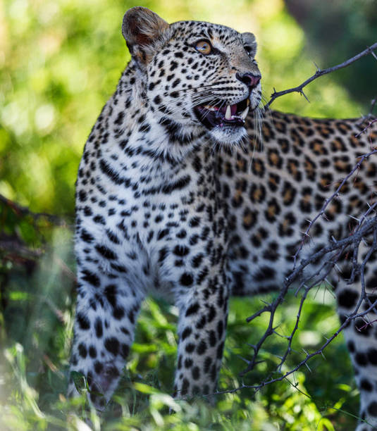 Magical Wildlife places in Kalahari