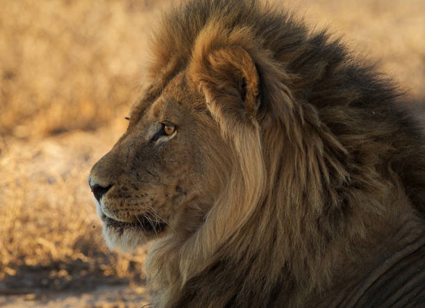 istock Magical Wildlife places in Kalahari 1407981663