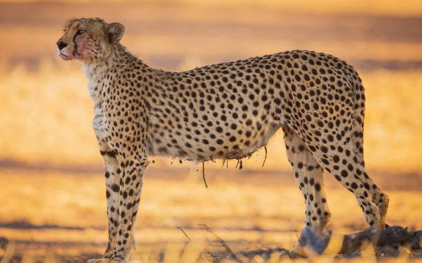 Magical Wildlife places in Kalahari