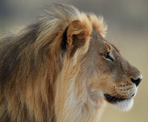 Magical Wildlife places in Kalahari