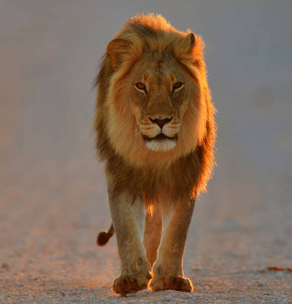 istock Magical Wildlife places in Kalahari 1407982195