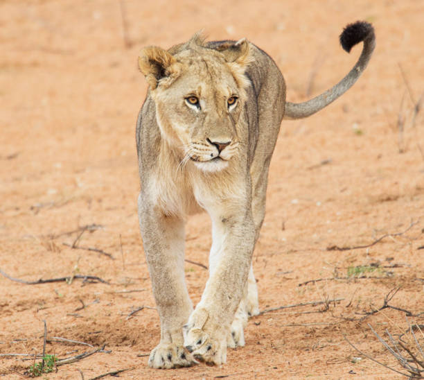 Magical Wildlife places in Kalahari