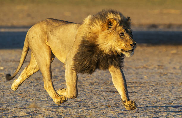 Magical Wildlife places in Kalahari