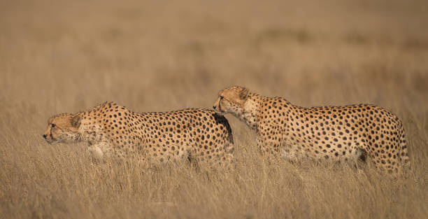 Magical Wildlife places in Kalahari