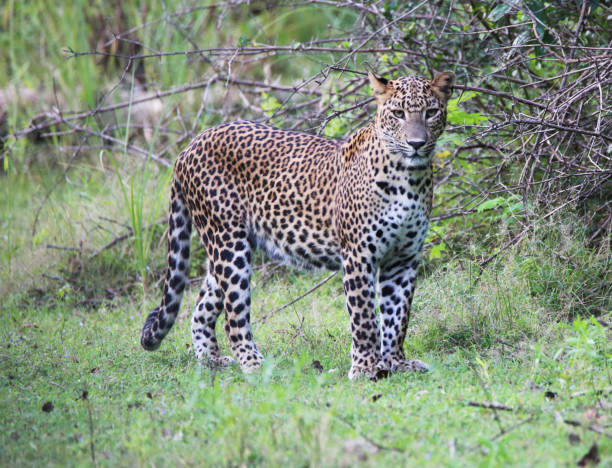 Magical Wildlife places in Kalahari