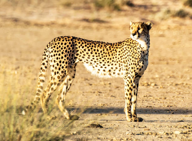 Magical Wildlife places in Kalahari