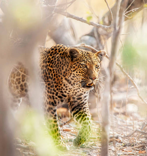 Magical Wildlife places in Kalahari