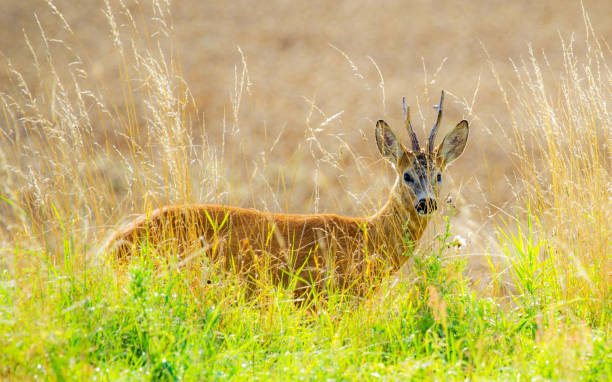 istock Magical Wildlife places in Kalahari 1407982377