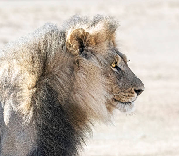 istock Magical Wildlife places in Kalahari 1407982399