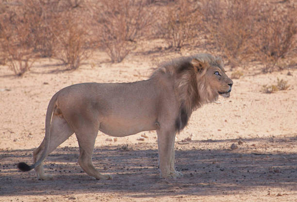 Magical Wildlife places in Kalahari