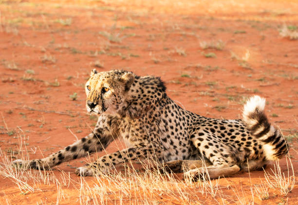 Magical Wildlife places in Kalahari