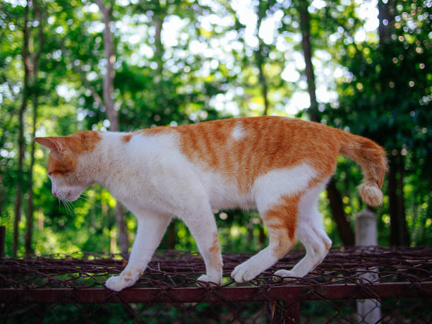 istock cute ginger cat playing in jungle 1407982701