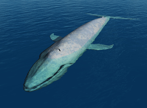 Computer generated 3D illustration with a blue whale in the open sea