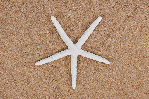 Top view of white artificial starfish on sand