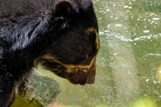 A captive Andean bear, also known as a spectacled bear playing in water at the zoo.