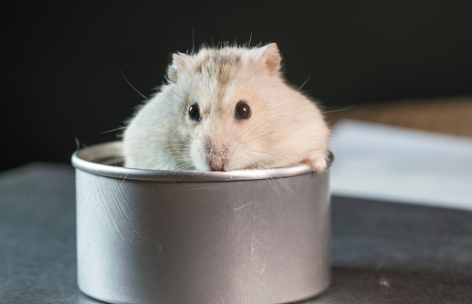 Hamster on wooden chips. Fluffy dwarf hamster sitting. gray hamster sits in sawdust.