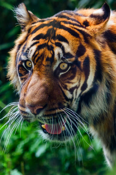 istock Close-up of Sumatran tiger 1407983967