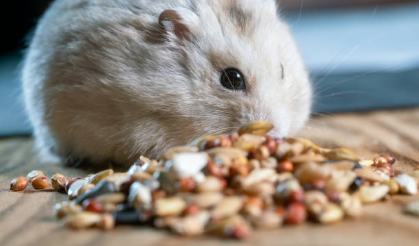 istock hamster  eating cereal food 1407984066