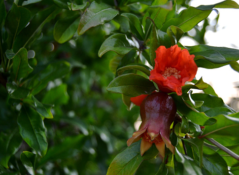 Pair of small red pomegranate flowers ripening on the tree