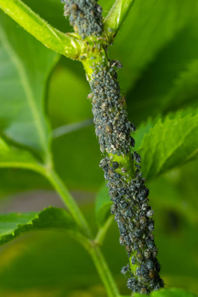 istock Branch of fruit tree with wrinkled leaves affected by black aphid. Cherry aphids, black fly on cherry tree, severe damage from garden pests 1407984156