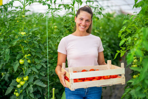 istock Woman working in greenhouse 1407987447