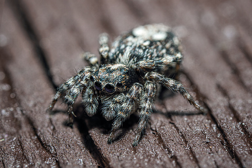 Ultra macro shot of the small spider on the wooden board background