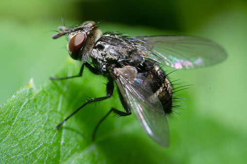 Ultra macro shot of the fly on the green leaf