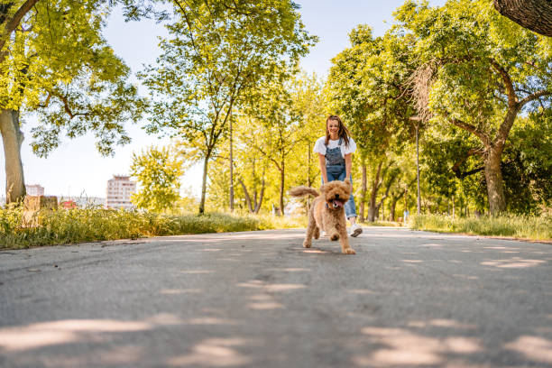 istock Owner Playing With Her Dog In A Park 1407989568