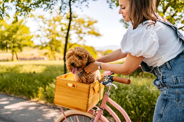 Cute Labradoodle Riding With His Owner On A Bike