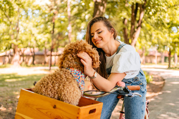 istock Cute Labradoodle Riding With His Owner On A Bike 1407989789