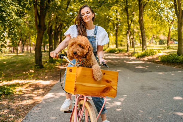 istock Cute Labradoodle Riding With His Owner On A Bike 1407989793