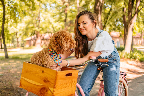 istock Cute Labradoodle Riding With His Owner On A Bike 1407989842