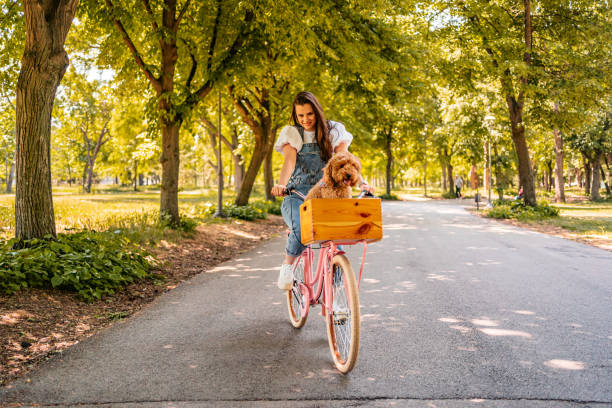 istock Cute Labradoodle Riding With His Owner On A Bike 1407989903