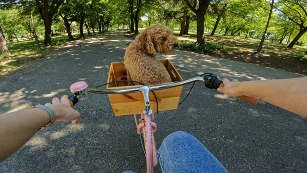 Cute labradoodle dog riding with his female owner on the bike in a public park. Biker's POV.