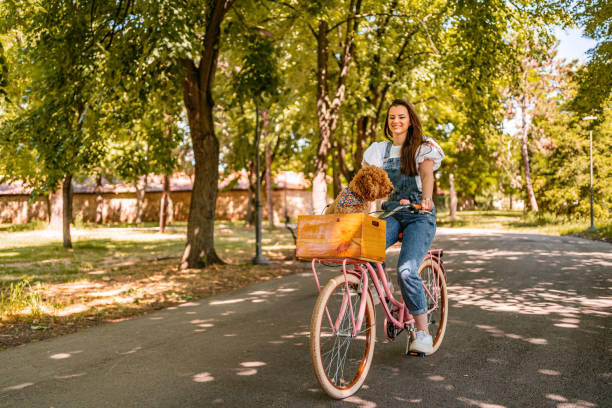 istock Cute Labradoodle Riding With His Owner On A Bike 1407989983