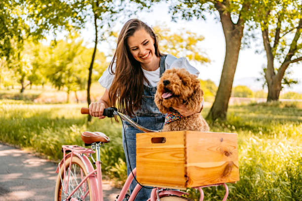 istock Cute Labradoodle Riding With His Owner On A Bike 1407990044