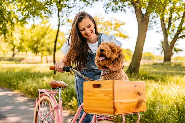 Cute labradoodle dog riding with his female owner on the bike in a public park. Owner is petting the dog.