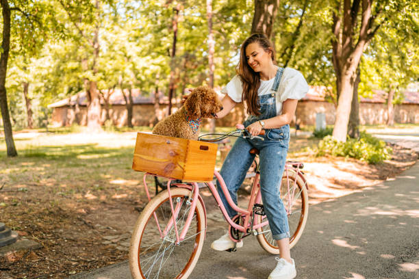 istock Cute Labradoodle Riding With His Owner On A Bike 1407990090