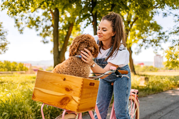 istock Cute Labradoodle Riding With His Owner On A Bike 1407990126