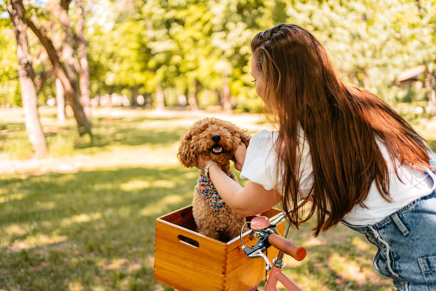 istock Cute Labradoodle Riding With His Owner On A Bike 1407990370