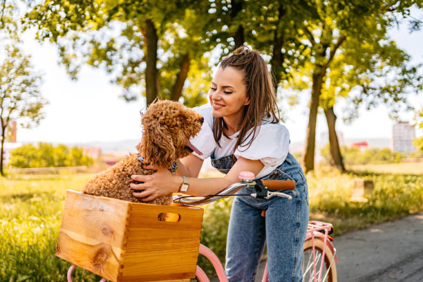 istock Cute Labradoodle Riding With His Owner On A Bike 1407990427