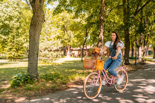 istock Cute Labradoodle Riding With His Owner On A Bike 1407990653