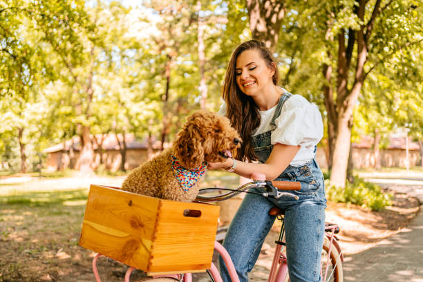 istock Cute Labradoodle Riding With His Owner On A Bike 1407990692