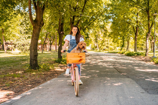 istock Cute Labradoodle Riding With His Owner On A Bike 1407990718